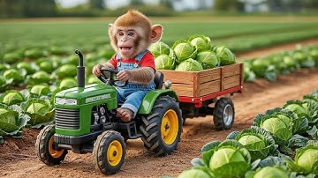 Khỉ con Nana lái máy kéo, cứu mèo con bị lạc trong mưa và mang nó về nhà 🐒