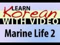 Learn Korean with Video - Marine Life 2