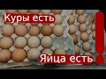 Почему КУРЫ НЕ НЕСУТСЯ? Секреты яйценоскости.