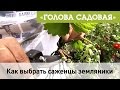 Голова садовая - Как правильно выбрать саженцы земляники