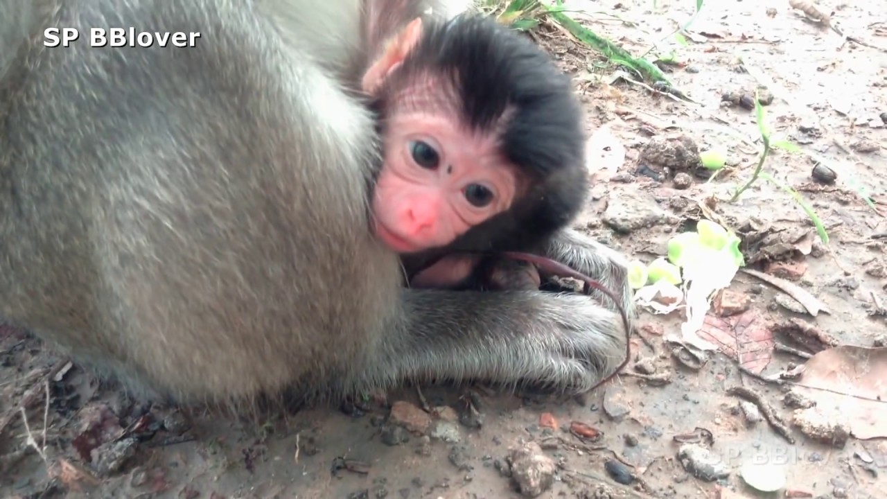 NewBorn Baby Monkey Piper - SP 1