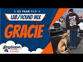 2 y/o Lab/Hound Mix(Gracie) | Best Dog Trainers In Richmond | Richmond Virginia Dog Training 2 y/o Lab/Hound Mix(Gracie) | Best Dog Trainers In Richmond | Richmond Virginia Dog Training