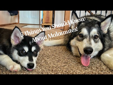 Video: Tips voor het thuisbrengen van een Malamute-puppy op basis van mijn ervaring