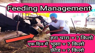 Feeding management of dairy cattle। feed formulation for cow।how to increase milk of cow in hindi। screenshot 1