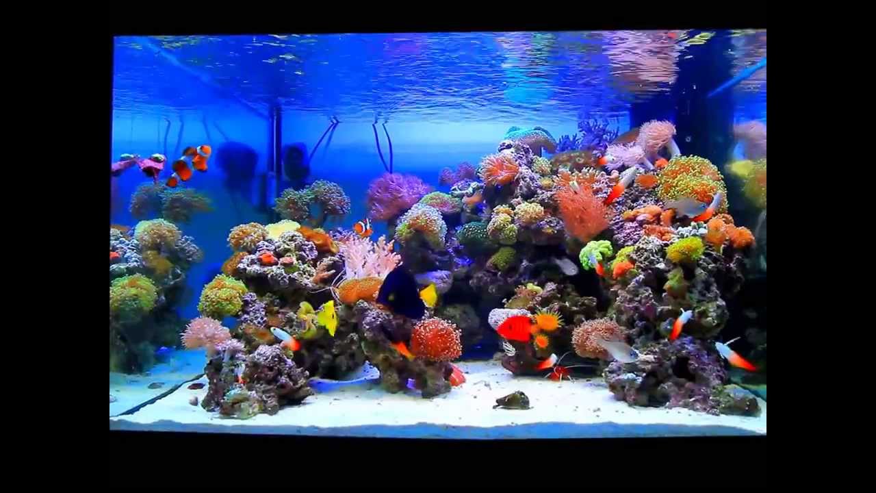 Reef Aquascaping