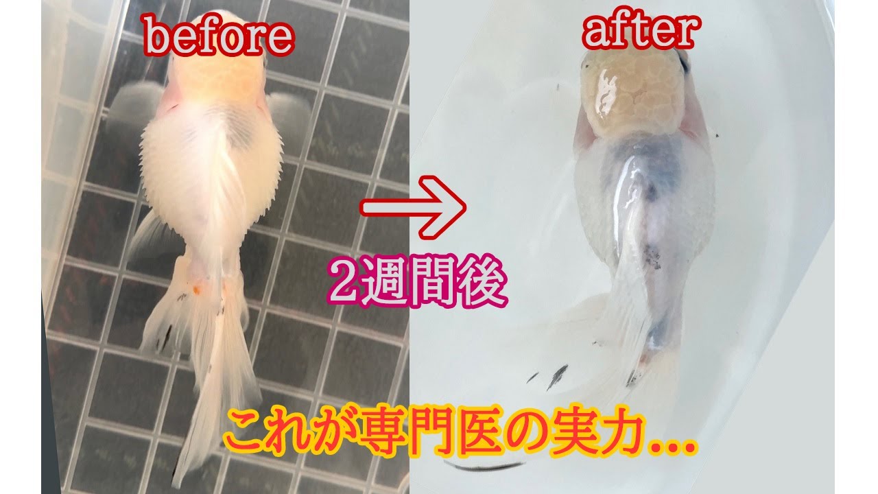 専門医の的確な治療と指導で松かさ病が完治しました。