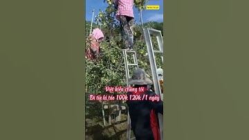 Tỉa lá táo chuẩn bị thu hoạch quả. Ngày lụm 2 triệu vnđ