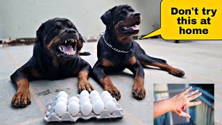 Leaving my Dogs with their favourite food | Rottweiler | puppy