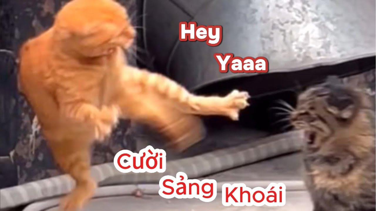 Cố gắng không cười với những khoảnh khắc hài hước của thú cưng  Video về chó mèo và động vật phần 11