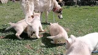 Alaskan Malamute Puppies For Sale in Redding, CA
