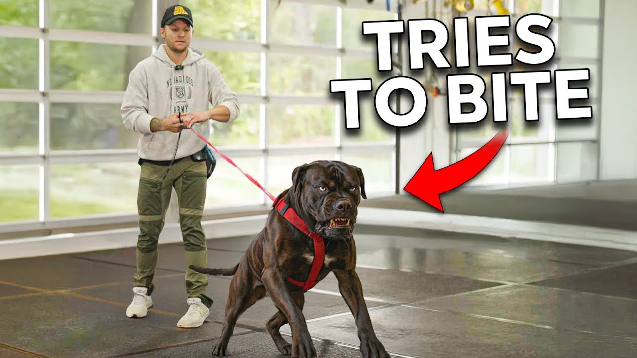The Most AGGRESSIVE Dog I've Dealt With… - YouTube