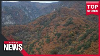 Autumn leaves blast vibrant colors at Seoraksan Mountain in S. Korea Peak Fall Foliage In Mt Seorak