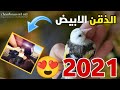 صيد الحسون طفرة سلالة بيضاء باللصق 2021