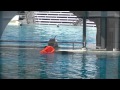 Makani wanting to get to this Orange EED/Toy - September 9, 2014 - SeaWorld San Diego