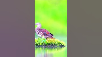 سورة الكهف اية 33 - بصوت جميل - كِلْتَا الْجَنَّتَيْنِ آتَتْ أُكُلَهَا