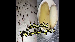 أفضل طريقه للتخلص من الصراصير للأبد من البيت /بيضه + بطاطس ودعي الصراصير نهائيا عن تجربه شخصيه