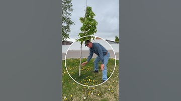 Grow Healthy Trees Part 1 | Proper Tree Planting in Lawns | Pro Tip