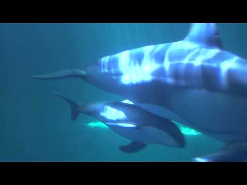 Museum Campus Institutions Offer Free Admission Days For ... Piquet's Dolphin Calf Nursing - YouTube