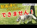 【ハスキー】上手くいかない！？　拾い食いやお散歩、分離不安などに関するお悩み解決！！