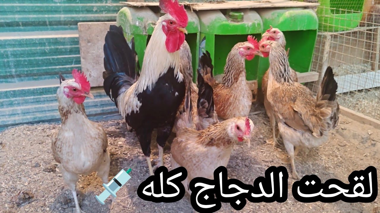 كملت لقاح الدجاج🐓طلعت دجاجات🐔مهات ركيبه🐓