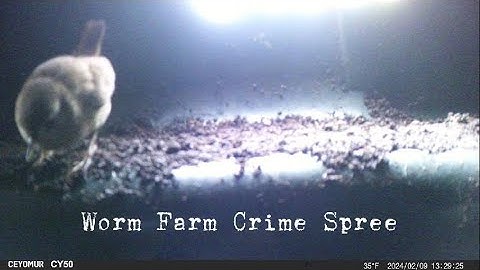 Worm Farm Crime Spree