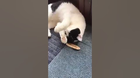 PC Oscar the Station Cat Playing with a New Honeysuckle Cat Toy