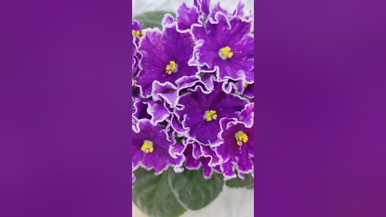 Фиалка АВ-Просто Космос #flowers #цветы - YouTube