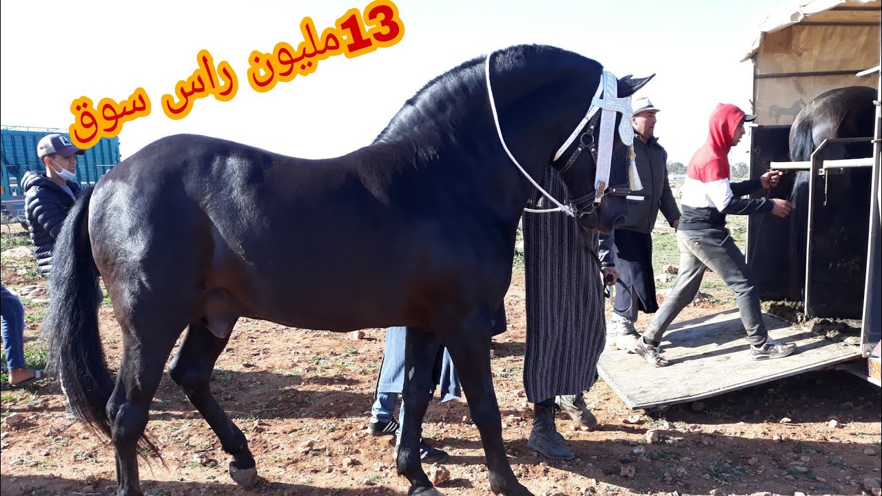 ليوم من سوق أربعاء الكفاف رحبة الخيول راس سوق 13مليون عند عربي طويبة