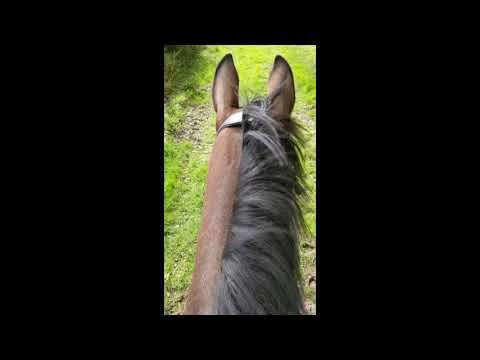 Video: Engels Hack Horse Ras Allergene, Gesondheid En Lewensduur