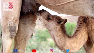 Mother camel is feeding her hungry baby camel