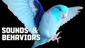 PARROTLETS AS PETS ✨️ FORPUS PARROT BODY LANGUAGE, SOUNDS & BEHAVIOR MEANINGS 🦜 WIGGLE NECK 