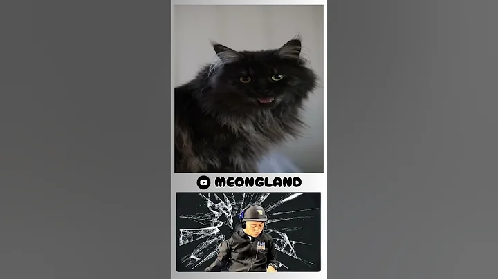 Video 9550071: meow maine coon, maine coon explores, maine coon sounds