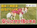 【犬しつけ】警戒心が強く吠えてしまうワンちゃんのトレーニング方法！気が弱くても安心させることで強くなれる★【ボーダーコリー】