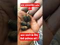 How To Use Jamalgota Seeds For Hair Regrowth Salmanmandoli Jamalgotaoil Jamalgotaseedforhair Yt How To Use Jamalgota Seeds For Hair Regrowth Salmanmandoli Jamalgotaoil Jamalgotaseedforhair Yt