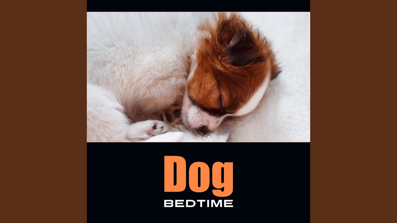 Smart Dog YouTube
