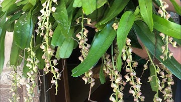 Chợ lan rừng vùng cao tây bắc , hiện đang là mùa hoa phong lan tam bào sắc 0974752462 | chợ lan rừng