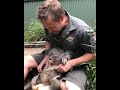 Roger the Koala!