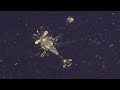 Why Are Plankton the Most Vital Organisms on Earth? | BBC Earth