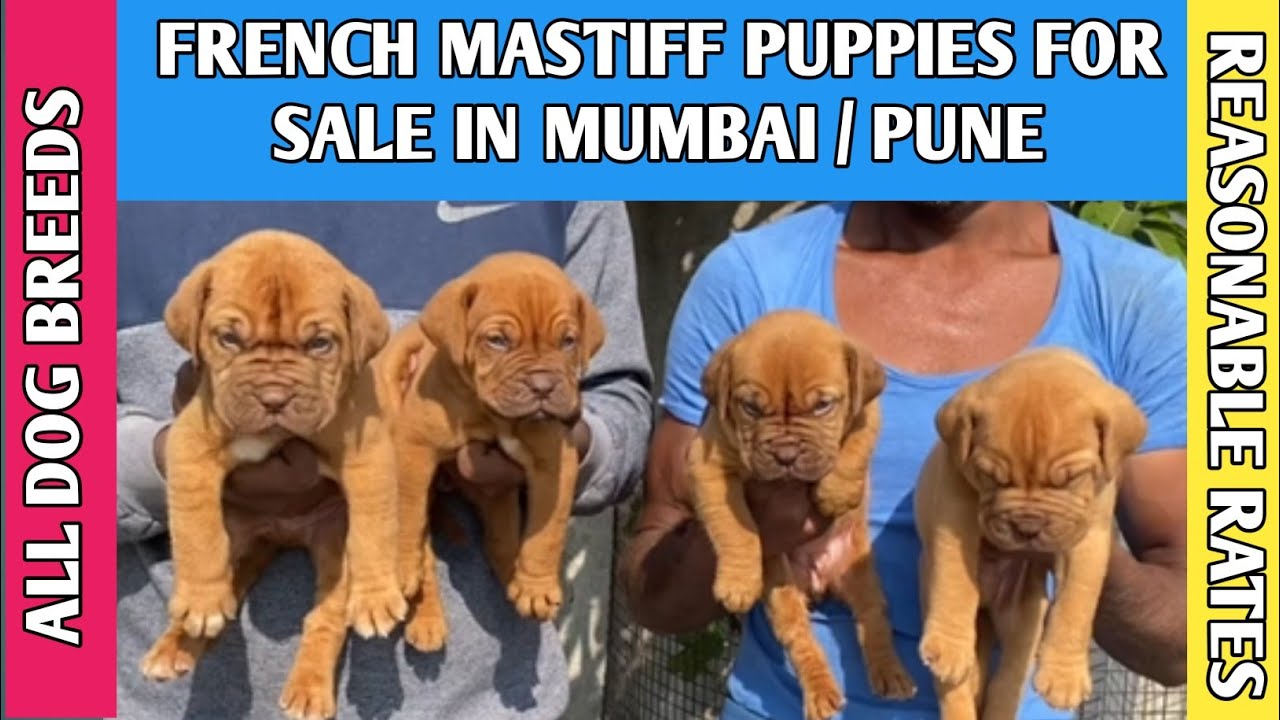 French mastiff Dog Puppies for sale in Pune Mumbai 📞8180093556