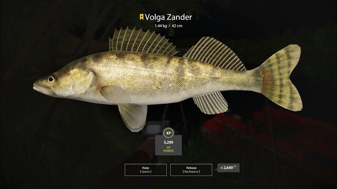 Russian Fishing 4 Trophy Volga Zander at Sura River YouTube