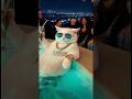 Adorable Cat Relaxing in Hot Tub Viral Cat Video#catShorts#viralCat#cuteCat
