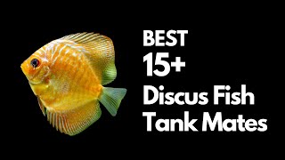 Discus Tank Mates You Can Try (explained) - in 12 minutes