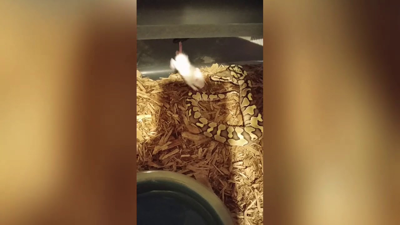johnson and wales Lesser ball python eating mouse
