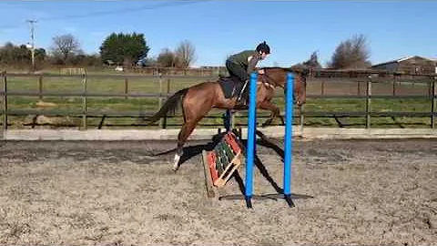 Racehorse learning to jump, doing grid work, at Si...