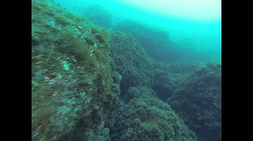 Calheta do Nesquim at Pico Island Slope - Azores - 100