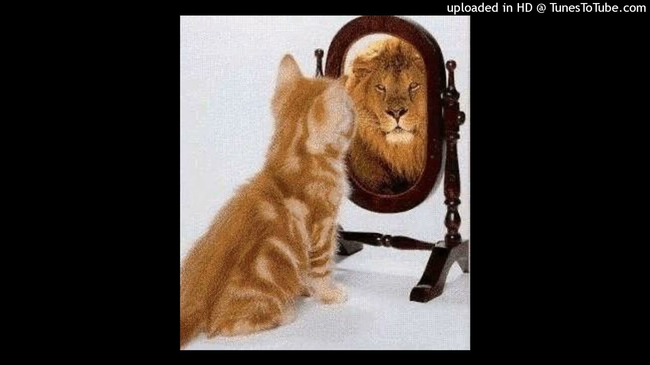 [free for profit] maajins + sstepteam + rexv2 - 