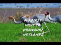 My First Visit to Dhanauri Wetlands | Uttar Pradesh | India