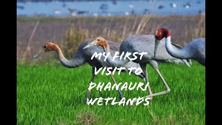 My First Visit to Dhanauri Wetlands | Uttar Pradesh | India