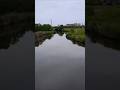 本日の綾瀬川。5/15-3