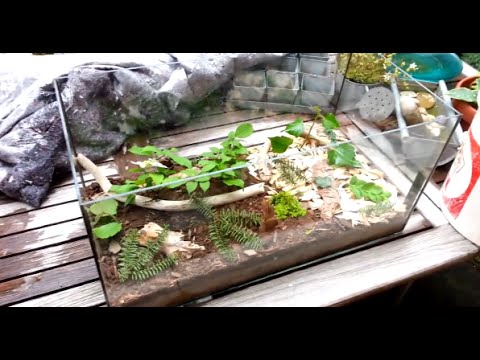 Projekt Ameisenfarm #03 - Formicarium einrichten